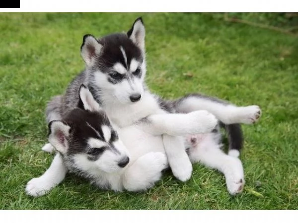  vendita cucciolo cuccioli di husky siberiano molto curato