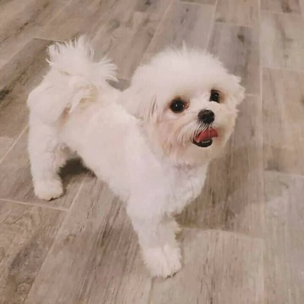 giocattolo yorkie disponibile per la vendita