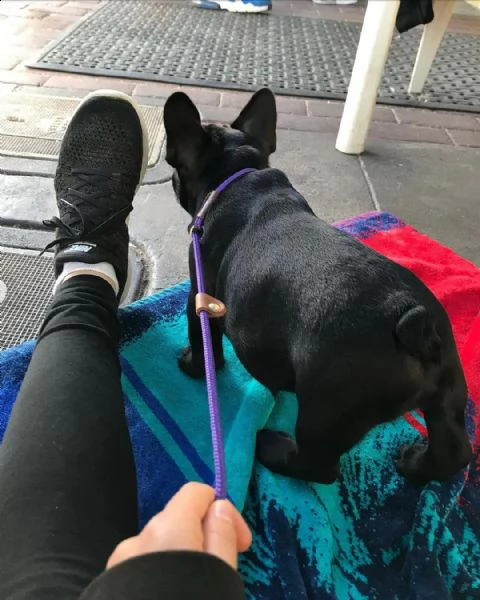 vendo bellissimi cuccioli di bulldog francese maschio e femmina | Foto 5