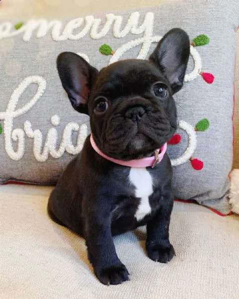 vendo bellissimi cuccioli di bulldog francese maschio e femmina