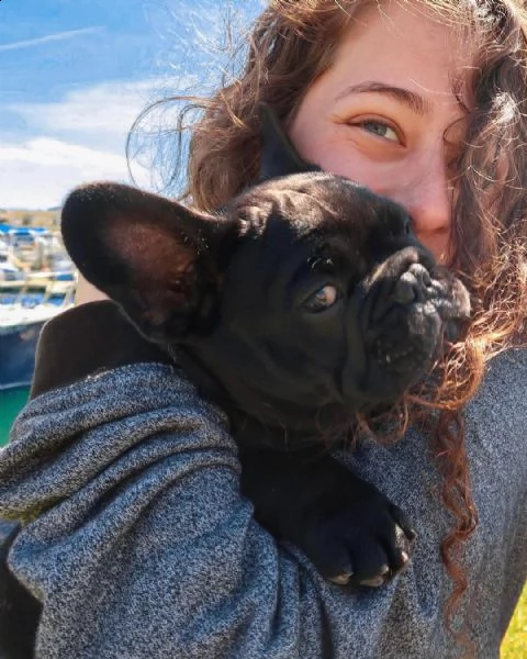 vendo bellissimi cuccioli di bulldog francese maschio e femmina | Foto 4