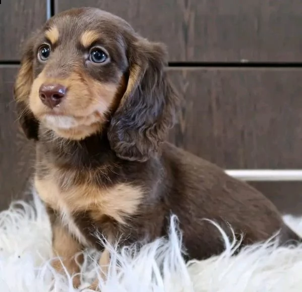 adorabili cuccioli di bassotto maschio e femmina disponibili per l'adozione  | Foto 1