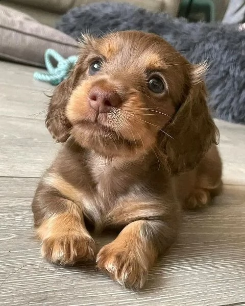 adorabili cuccioli di bassotto maschio e femmina disponibili per l'adozione 
