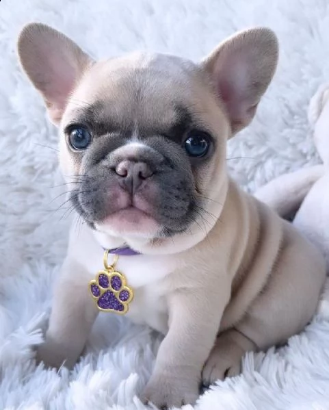 regalo cucciolo bulldog francese