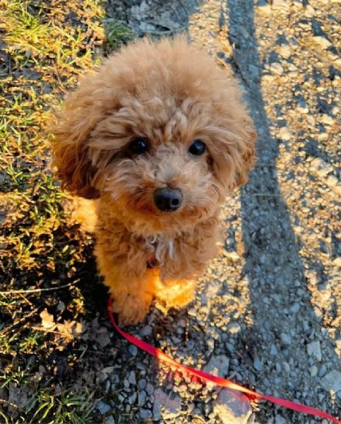 regalo cucciolo regalo barboncino cuccioli