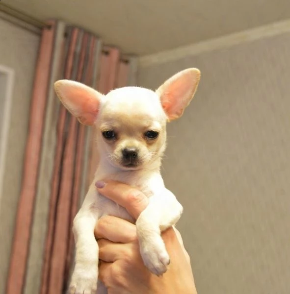 >>>>>.cucciolo regalo cuccioli di chihuahua
