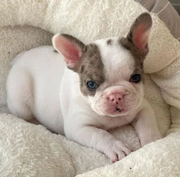 fortunato regalo cucciolo bulldog francese