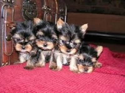 vendo cuccioli di yorkshire terrier 
