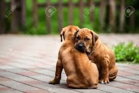 disponibili cuccioli di rhodesian ridgeback belli e sani