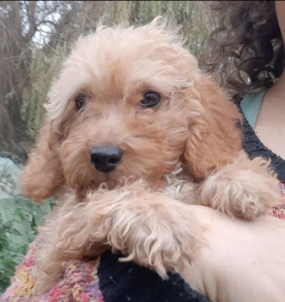 cuccioli di barboncino toy | Foto 6