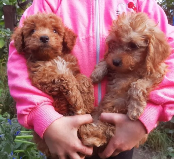 cuccioli di barboncino toy | Foto 5