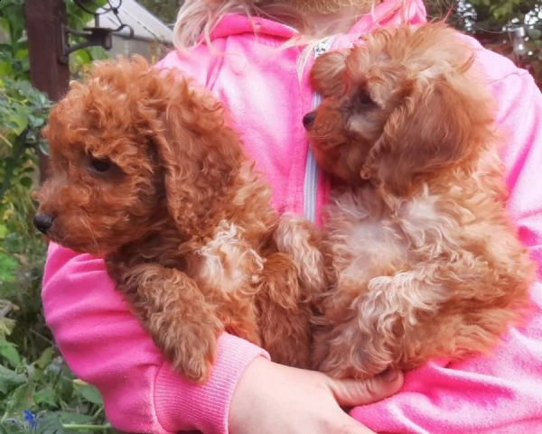 cuccioli di barboncino toy | Foto 4