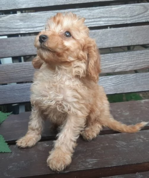 cuccioli di barboncino toy | Foto 3