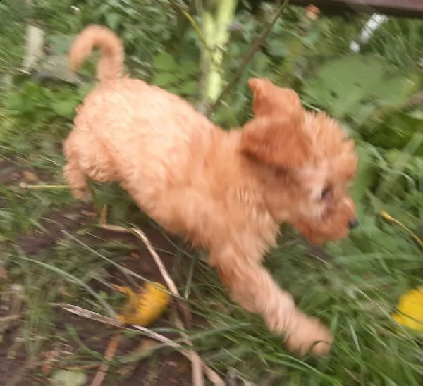 cuccioli di barboncino toy | Foto 2