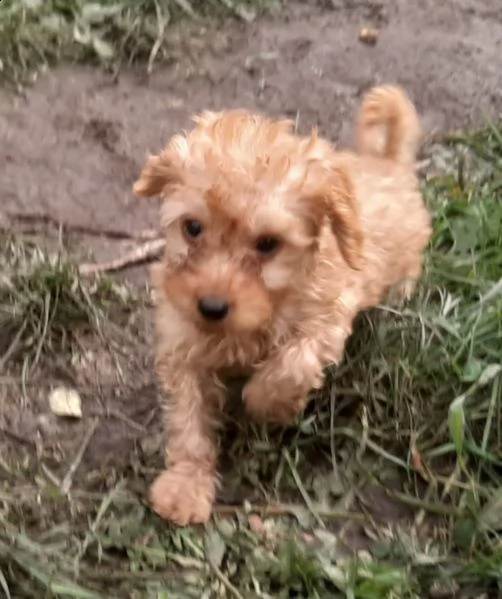 cuccioli di barboncino toy | Foto 1