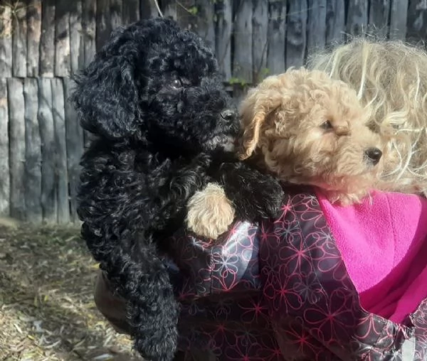 cuccioli di barboncino toy