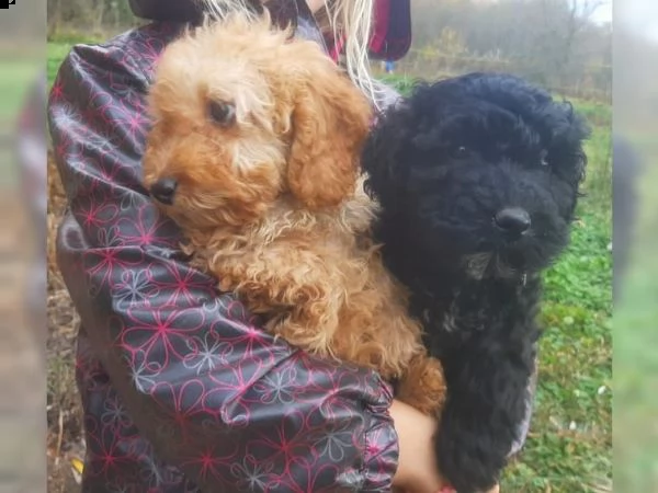 cuccioli di barboncino toy | Foto 0