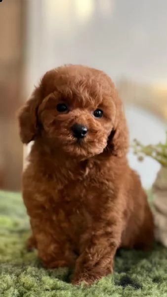 barboncino toy, maschi e femmine