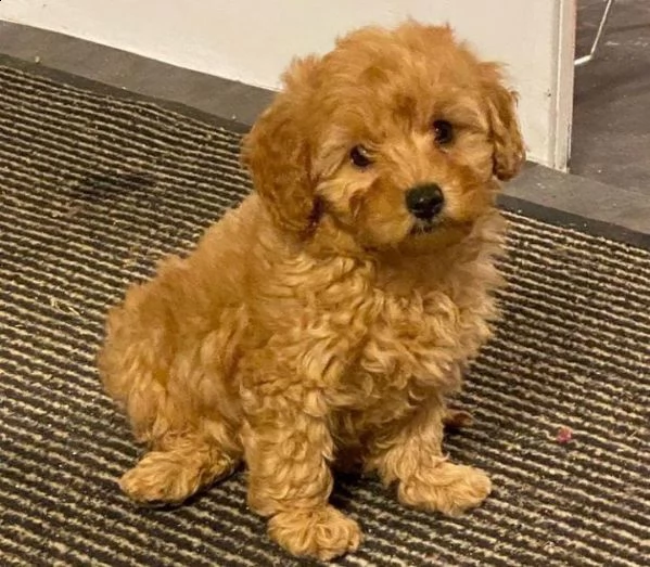 cuccioli barboncino nano albicocca