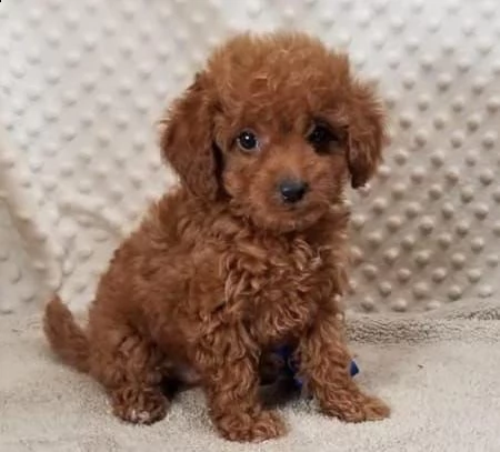 cuccioli barboncino toy