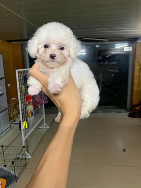 cuccioli di barboncino