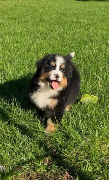 meravigliosi cuccioli di bovaro del bernese | Foto 3