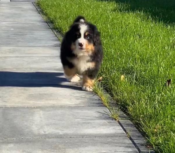 meravigliosi cuccioli di bovaro del bernese | Foto 2