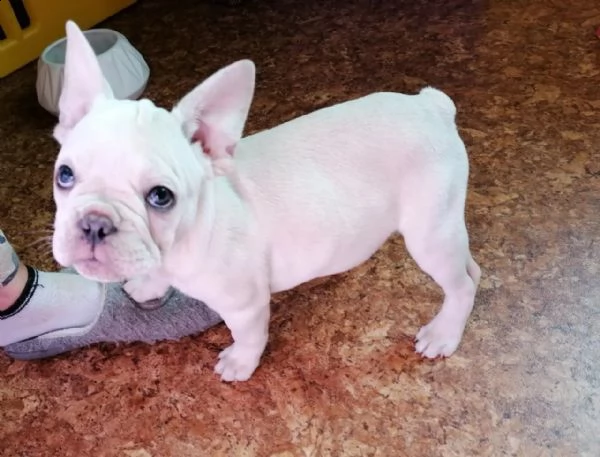 cuccioli bulldog bouledogue francese | Foto 4