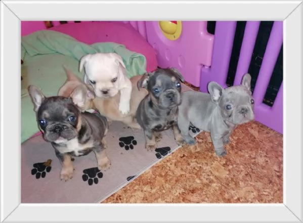 cuccioli bulldog bouledogue francese | Foto 2