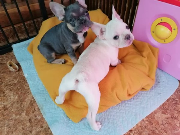 cuccioli bulldog bouledogue francese | Foto 1