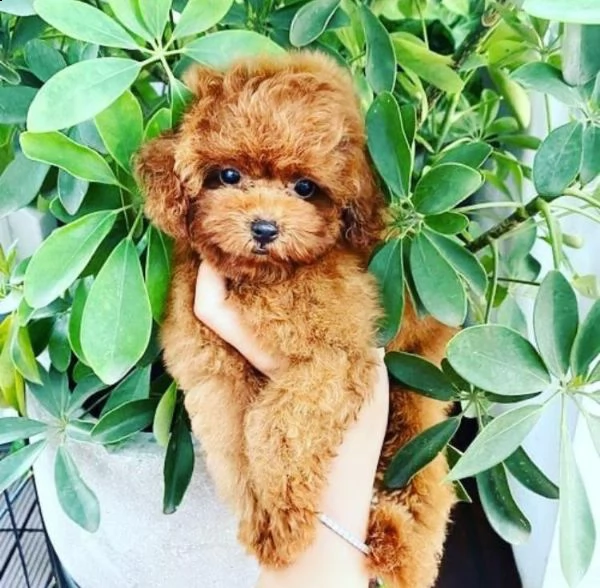  regalo barboncino cuccioli