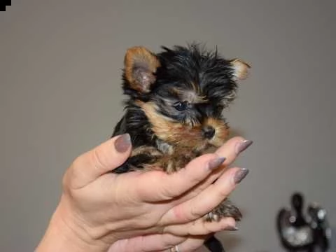 cuccioli yorkie maschio e femmina in vendita whatsapp +34632547516 | Foto 0