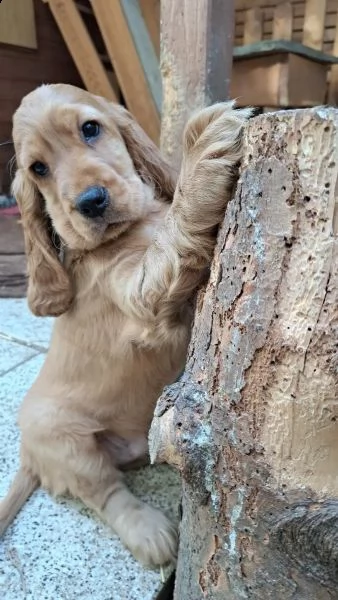 bellissimi cuccioli di cocker spaniel