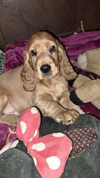 bellissimi cuccioli di cocker spaniel | Foto 2