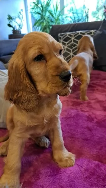 bellissimi cuccioli di cocker spaniel | Foto 1