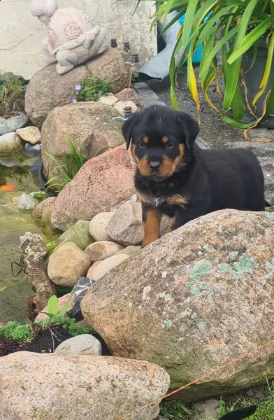 disponibile cuccioli rottweiler maschio e femmina | Foto 2