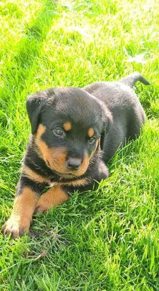 disponibile cuccioli rottweiler maschio e femmina | Foto 1