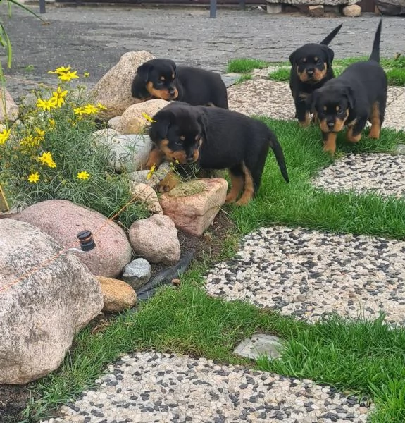 disponibile cuccioli rottweiler maschio e femmina | Foto 0