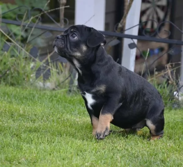 bouledogue francese- bulldog francese blue | Foto 3