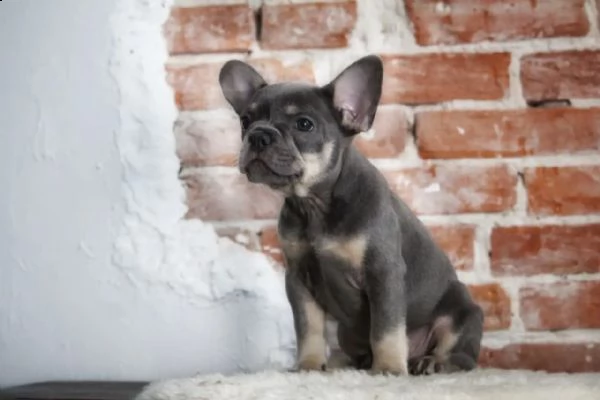 bouledogue francese- bulldog francese blue | Foto 1
