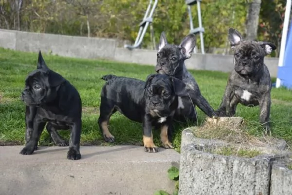 bouledogue francese- bulldog francese blue