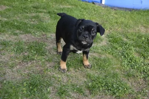 bouledogue francese- bulldog francese blue | Foto 0