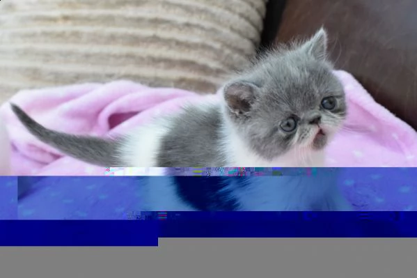 gattini affettuoso exotic in regalo