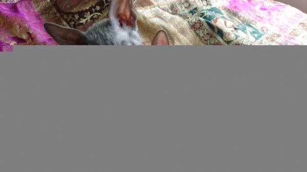 bellissimi gattini cornish rex in regalo