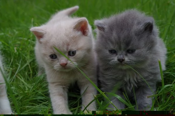 digitare meravigliosi gattini british in regalo