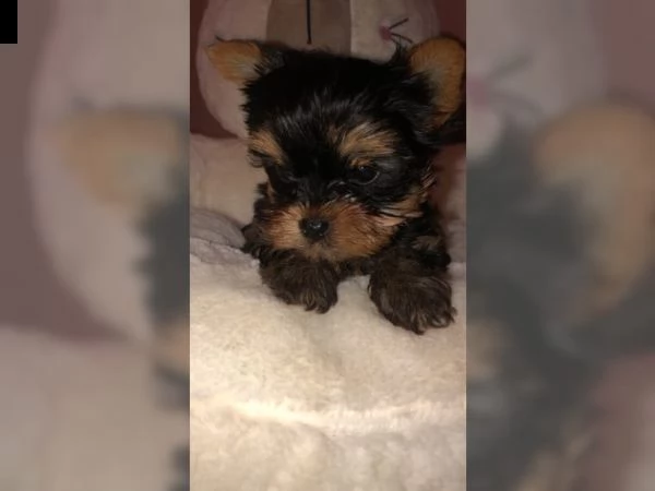 belllissimi cuccioli di yorkshire terrier | Foto 3