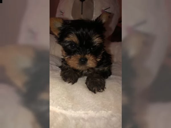 belllissimi cuccioli di yorkshire terrier | Foto 2