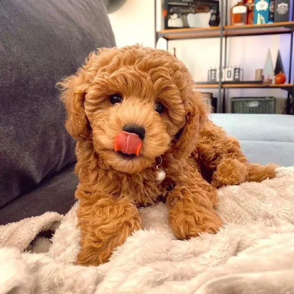 cuccioli di barboncino buoni e premurosi | Foto 0