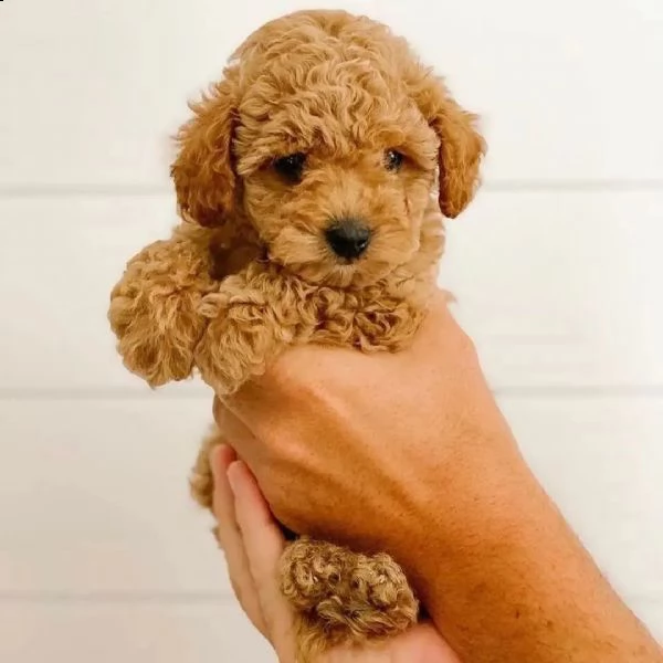 cuccioli di barboncino buoni e premurosi