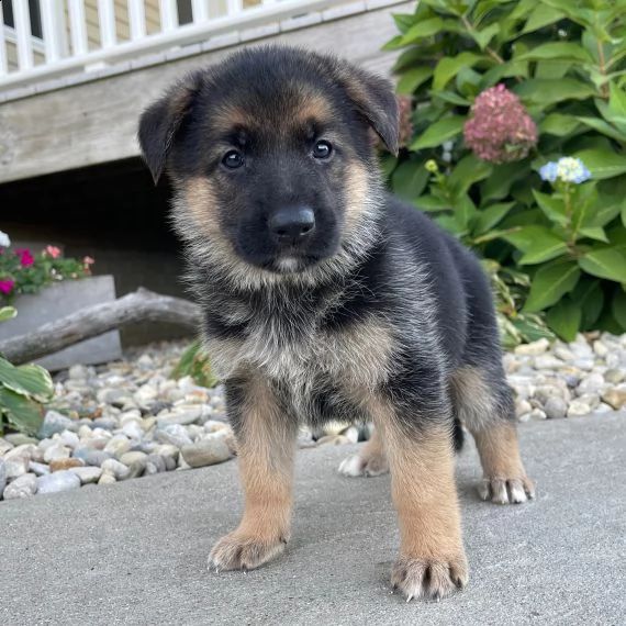regalo cuccioli pastore tedesco